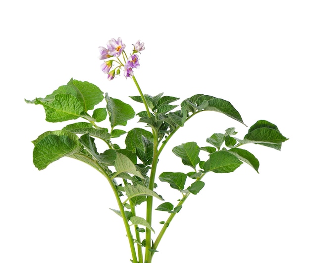 Potato bush with pink flowers isolated on white background Flowering potato bush Clipping path