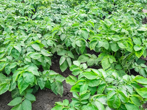 Cespugli di patate in giardino sfondo di patate in crescita