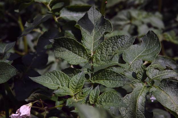 Potato bushes grow on a potato farm potato cultivation concept green potato leaves background