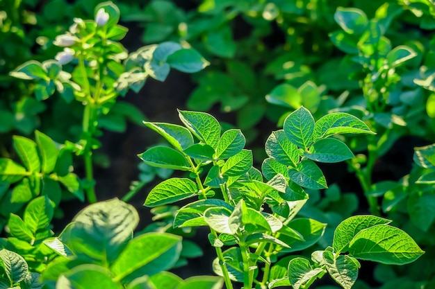 potato bushes grow on a potato farm. potato cultivation concept. green potato leaves background