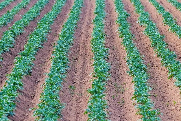 Potato crops in a row,&green field, potato field