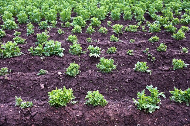 Photo potato farming in cusco, peru