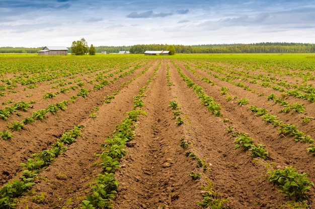 Foto campo di patate contro il cielo