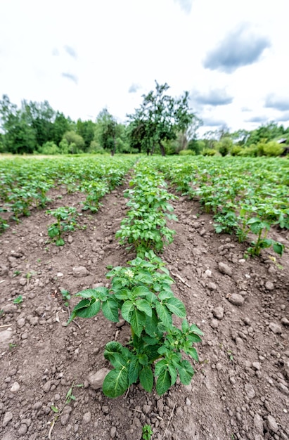 Photo potato field in cloudy weather