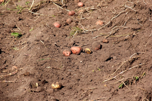 potato field harvesting in autumn, vegetable garden