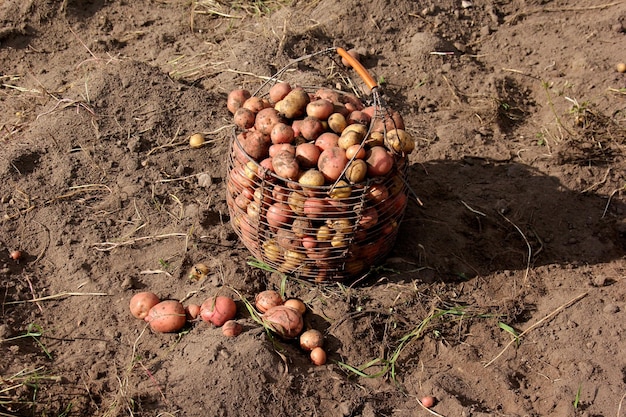 potato field harvesting in autumn, vegetable garden