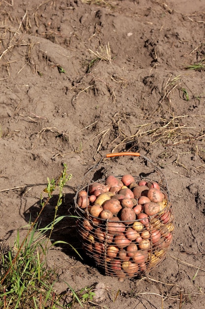 Potato field harvesting in autumn, vegetable garden