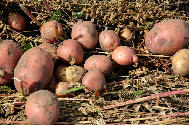 Potato field harvesting in autumn, vegetable garden