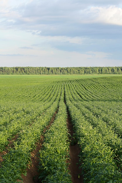 Картофельное поле во время цветения картофеля сельское хозяйство выращивание натуральных продуктов питания в промышленных масштабах