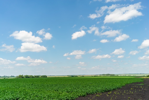 Potato field rows with green bushes close up