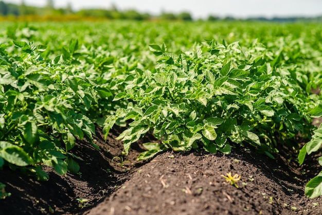 Potato field rows with green bushes close up