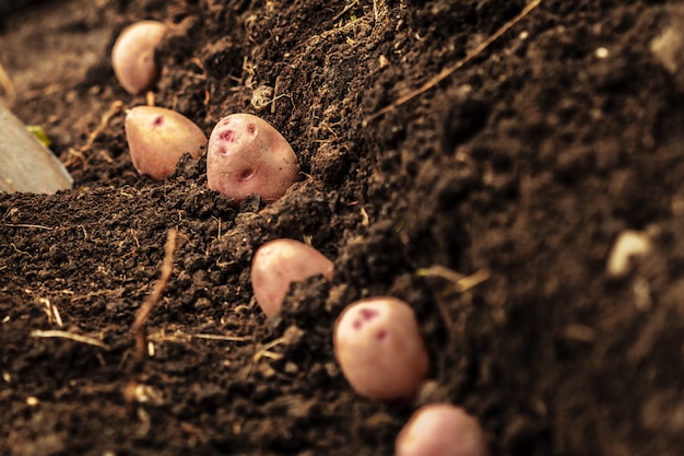 картофельное поле овощ с клубнями в почве грязи поверхности