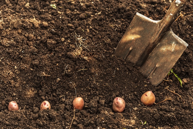 potato field vegetable with tubers in soil dirt surface