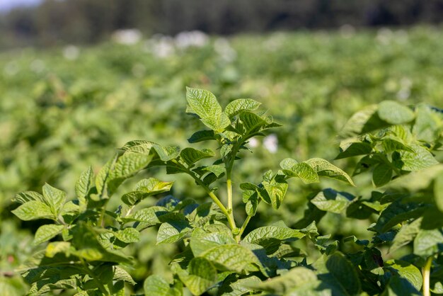 Potato field with green plants