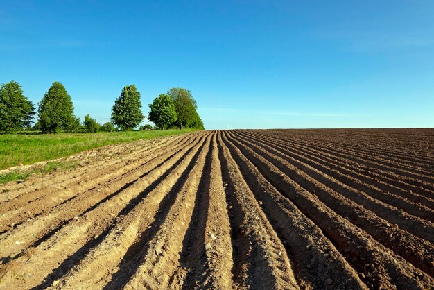 Foto campo di patate