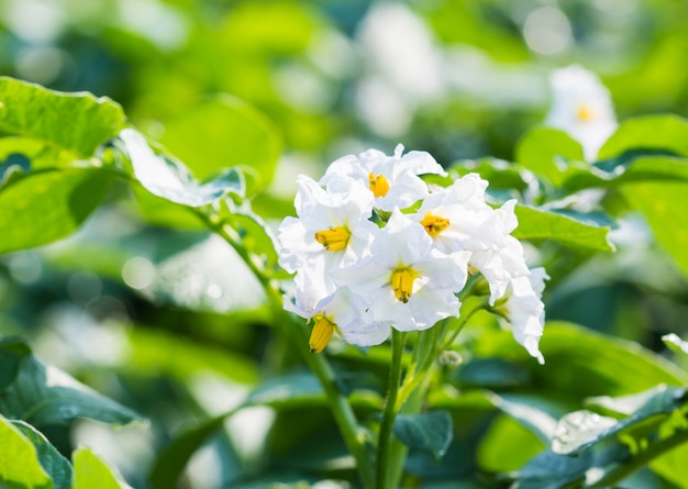 Photo potato field