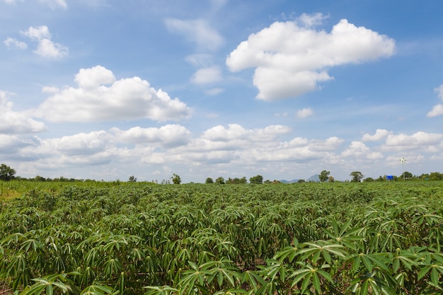 Photo potato field