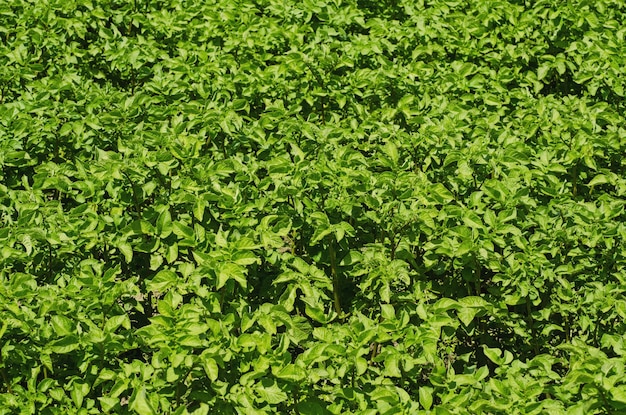 Potato field