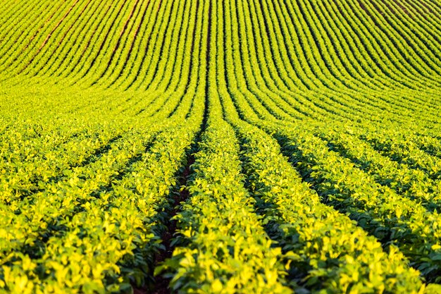 Potato field