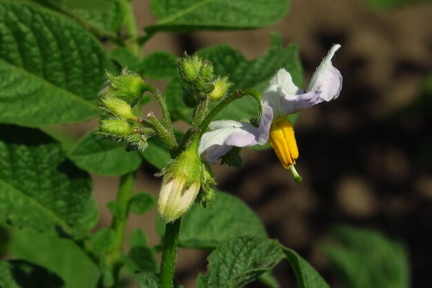 ジャガイモの茂みにジャガイモの花が咲く