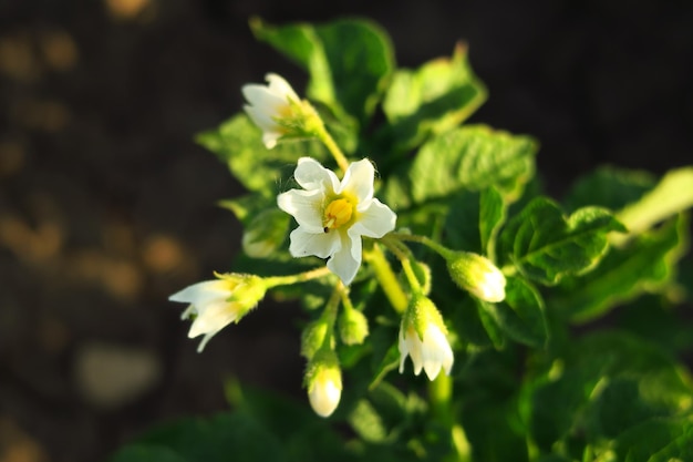 ジャガイモの茂みにジャガイモの花が咲く