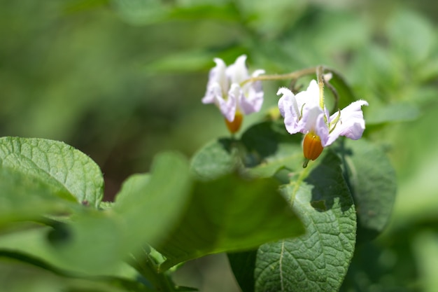 Potato flower close-up. Ripening vegetables in the field. Delicate white flowers on a bush on a blurred green background.