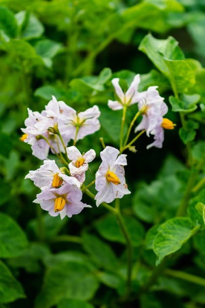 Potato flowers and leaves potatoes grown above ground malum terrae