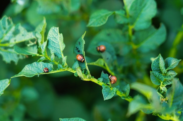 Potato foliage with red larvae of the Colorado potato beetle sitting on it