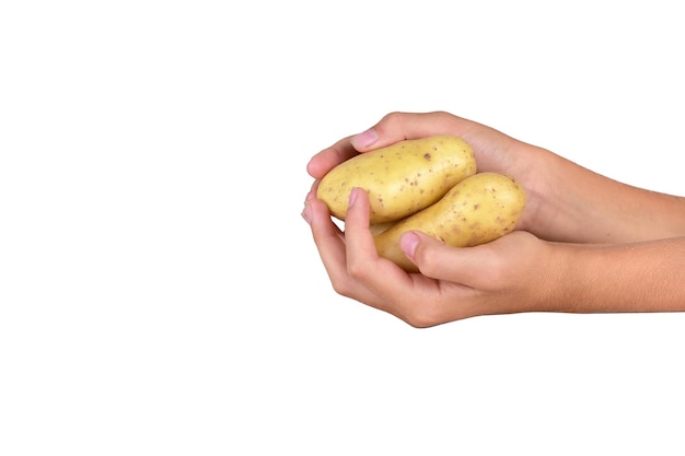 Potato in hands isolated on white background. Design element. Clipart