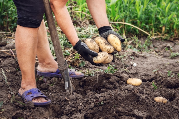 Raccolta delle patate. donna con una pala in giardino scava patate.