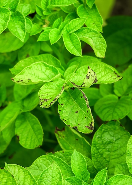 potato late blight. potato disease, pest problem, potato cultivation concept