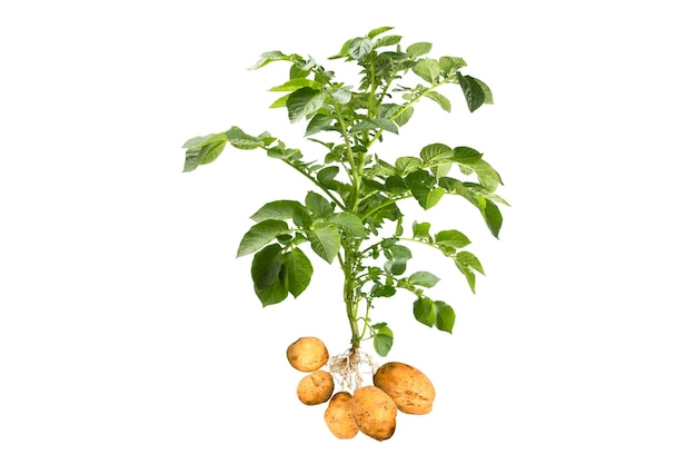 흰색 배경에 고립 된 감자 식물