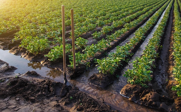 Potato plantation watering management Shovels stuck into water stream for direction of flows to plantation rows Traditional surface irrigation Beautiful bushes of potatoes Farming and agriculture