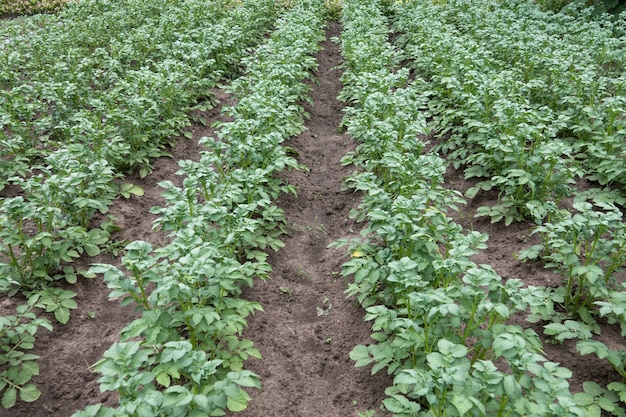 Potato plantations grow in the field. vegetable rows. farming, agriculture. Landscape with agricultural land. crops