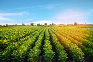 照片马铃薯种植生长。蔬菜行。农业、农业。景观