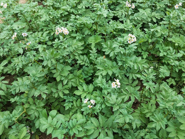 Potato plants growing healthy in the fields