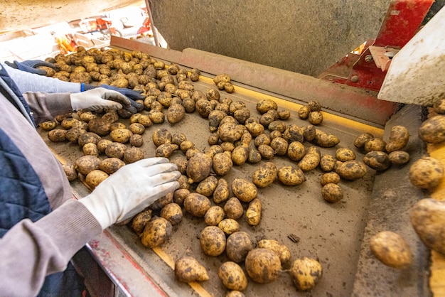 Potato sorting processing