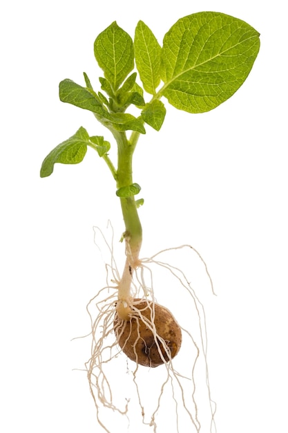 Potato sprout with tuber and leaves isolated on white background