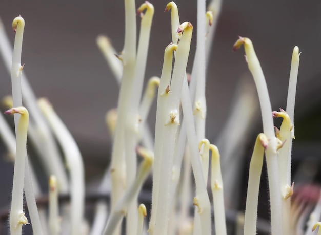 Photo potato sprouts close up