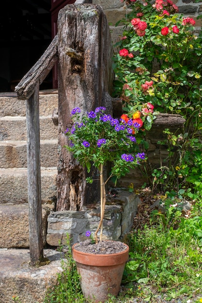 鍋に紫色の花とジャガイモの木