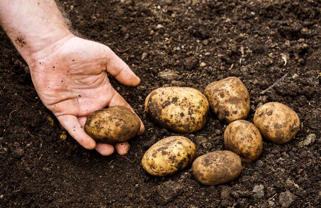 Foto i tuberi di patate in giardino