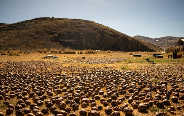 potato with peel on yellow grass with distant mountains and blue sky in the background in yanaoca c