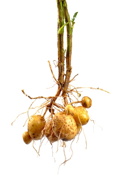 Potato with root close up isolated on white