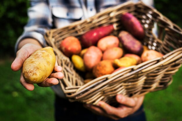 Potato in a wooden bucket