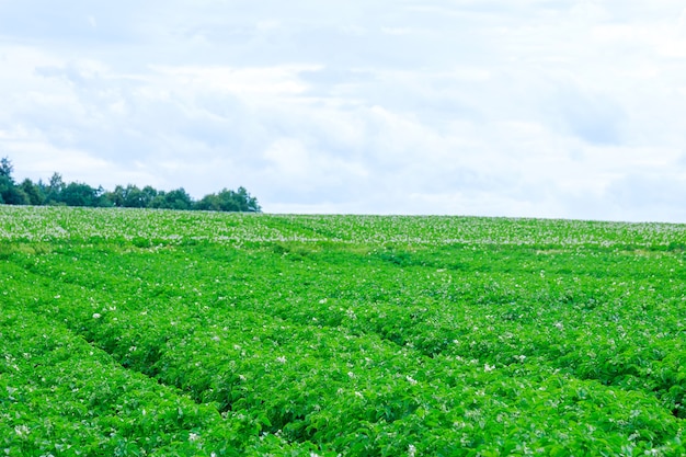 Potatoes are planted in rows on the field. Green foliage of potatoes. Growing potatoes in a large field.