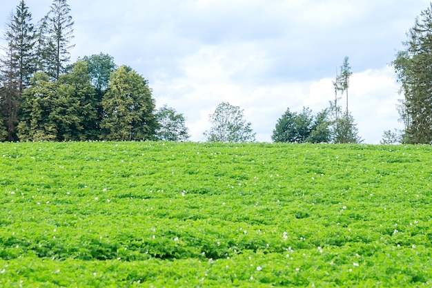 Potatoes are planted in rows on the field