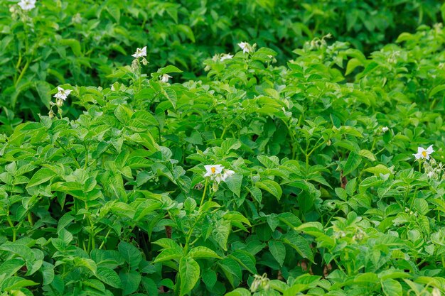 Potatoes are planted in rows on the field.