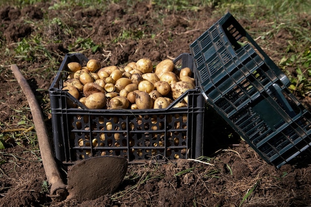 Foto patate in una scatola. una scatola vuota e un calzino giacciono nelle vicinanze.