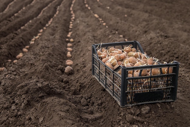 Potatoes in boxes for planting Planting potatoes on his land in the village