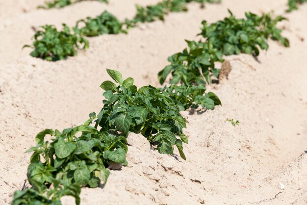 Potatoes in the field